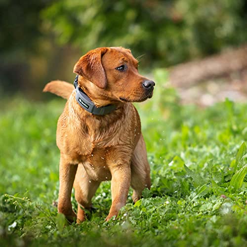 SpotOn GPS Dog Fence & Collar, Wireless, Precise GPS Location, Up to 20 Fences, No Acreage Limits, Waterproof, Assembled in USA (Small/AT&T)