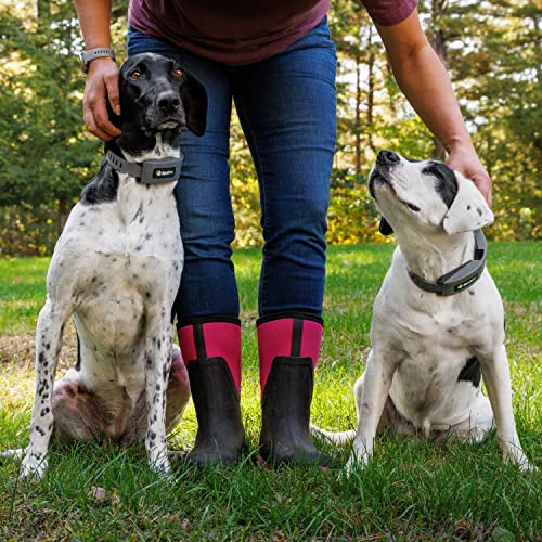 SpotOn GPS Dog Fence & Collar, Wireless, Precise GPS Location, Up to 20 Fences, No Acreage Limits, Waterproof, Assembled in USA (Small/AT&T)